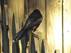 The tail's the thing for Common Grackles