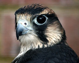 256px-Peregrine_Falcon_head_shot
