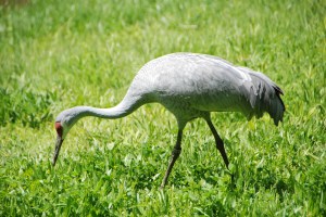 It's the wrong season, and seeing one isn't like seeing 500,000, but here's a Sanhill Crane. They are magnificent birds, both on the ground and in flight.