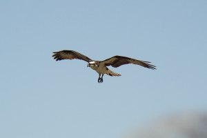 Ospreys are quite common in southern Florida. It's good to see so many because use of DDT was a serious threat to them not long ago. Photo by Colin Andrews.