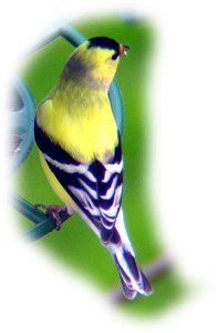 This American Goldfinch is, of course, in its summer plumage. It makes for a prettier picture, although I think goldfinches look rather elegant in the winter, too. Photo by Colin Andrews.