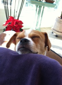 Yes, this blog is supposed to be about birds and birding. But come on. Is Lucy not an adorable animal?