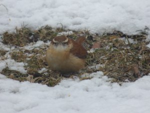 This Carolina Wren isn't as irrelevant to the current post as an earlier photo showing my dog, but it's still a bit out there. My brother was trying his new camera when he snapped this picture. Nobody's sure what the wren was so mad about.
