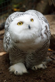 If nothing else about a Snowy Owl grabs your attention and imagination, try gazing into the yellow eyes for while.