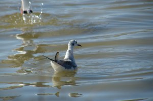 A Bonaparte's Gull found its way to a lake near Montrose, Colorado, and added a new species to our Big Year list. Photo courtesy of Terry Ryan.