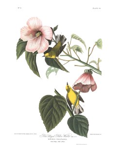 John James Audubon called it the Blue-winged Yellow Warbler. Brevity is the way today. After all, it's the Twitter Age.