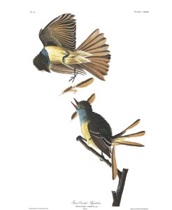 This is John James Audubon's take on the Great-crested Flycatcher. I could have used a photo of some kind of warbler but, frankly, I don't want to give the hyperactive little twerps any more space.