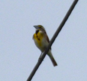 Phil apologizes for the quality of this shot, but it certainly shows the Meadowlark-like markings on a Dickcissel.