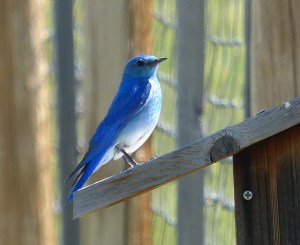 One of Terry's Mountain Bluebirds perches atop its nesting box near Montrose, Colorado.