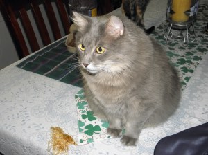 Yes, he's gorgeous. He's sweet and loving, too. He's also hot as hell when he snuggles in your lap on an August evening. This is Ace. He alone is responsible for 20 percent of our summer air-conditioning expenditure.