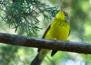 This Canada Warbler is just one of the disturbingly wide variety of warblers showing up in brother Phil's backyard this year. Photo courtesy of Phil Ryan.