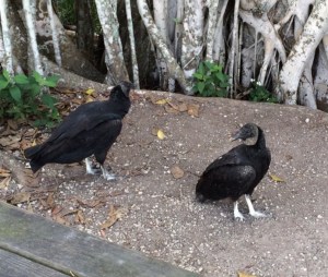 These Black Vultures are waiting for pumpkin spice armadillo in the Everglades.