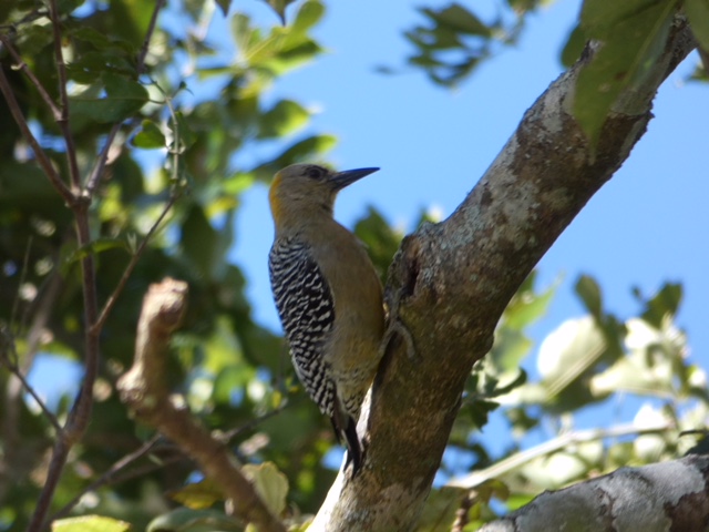 Hoffman'sWoodpeckerPhil