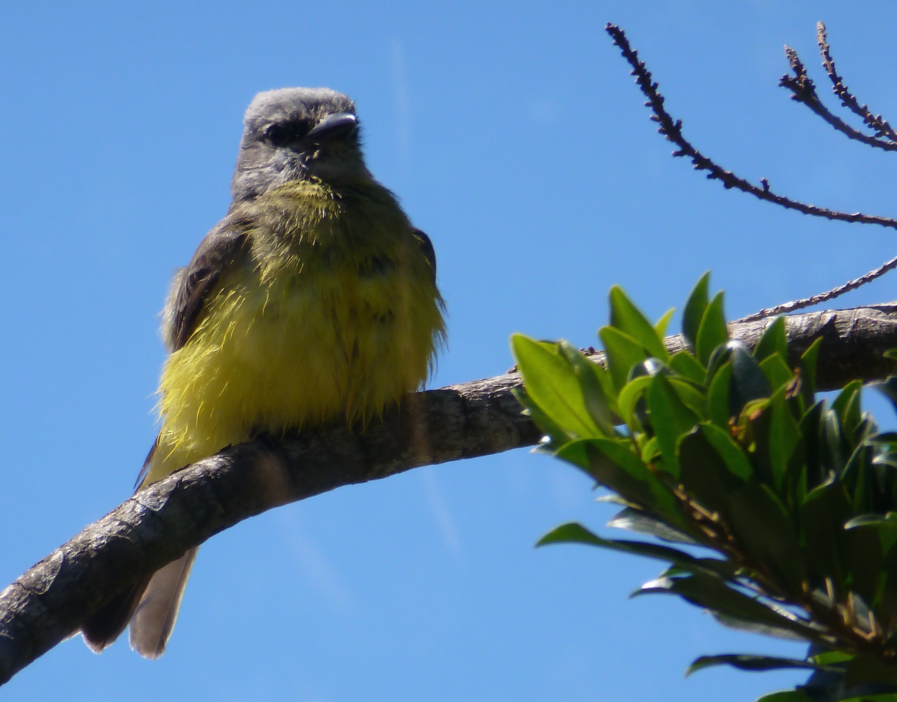 P101TropicalKingbirdChris0193