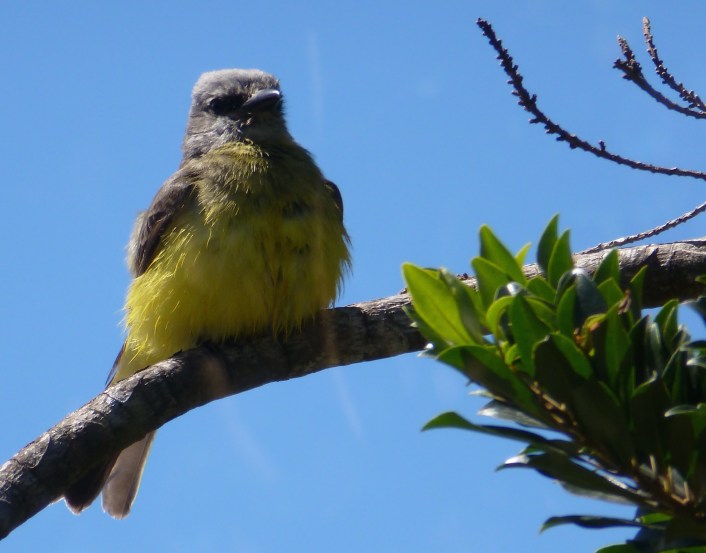 P101TropicalKingbirdChris0193